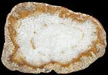 Petrified Palmwood (Palmoxylon) Slab - Louisiana #60577-1